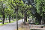 Brno s okamžitou platností zavřelo kvůli větru všechny hřbitovy, hrozí, že by padající větve mohly někoho zranit.