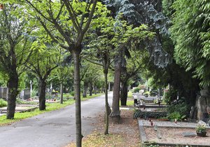 Brno s okamžitou platností zavřelo kvůli větru všechny hřbitovy, hrozí, že by padající větve mohly někoho zranit.