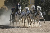 Kladrubští koně nesmí z Česka. Za hranicemi jim hrozí nebezpečná nákaza