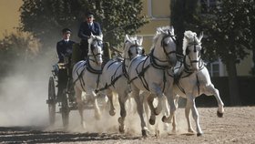 Hřebčín v Kladrubech bojuje o zápis do UNESCO: Jde o nejstarší podobnou památku na světě