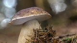  Hřib borový: Chutná houba, kterou je ale lepší nechat v lese. Víte proč? 
