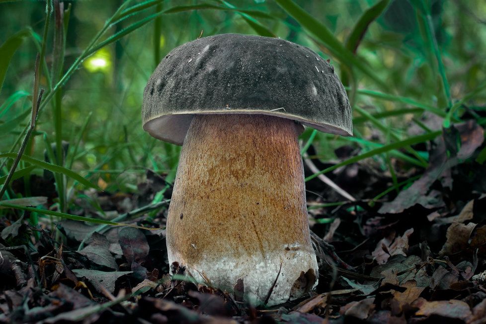 Pro hřib bronzový je typické bílé ojínění na klobouku (nejvíce na jeho okraji) a u kořene. Barvy klobouků jsou dost variabilní, záleží i na stáří houby. Na snímku houba zbarvená do černobronzové.