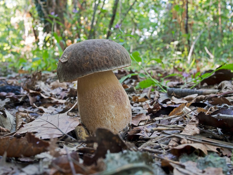 Hřib bronzový, další vzácný pravák. Od hřibu dubového ho také odlišuje hlavně klobouk, který je o poznání tmavší.