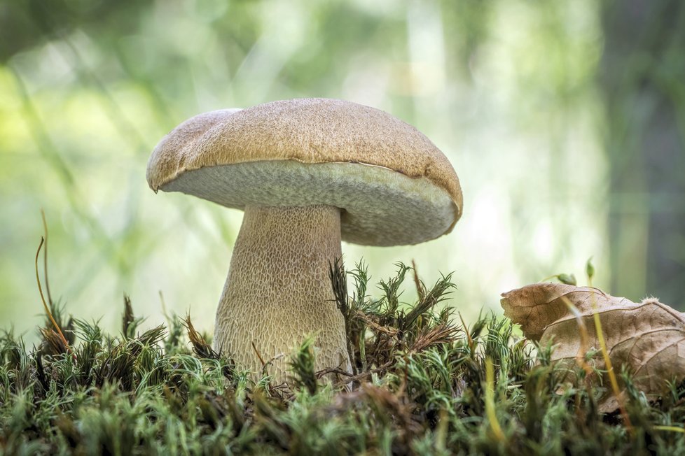Hřib dubový je oblíbená jedlá houba. Patří mezi bílé hřiby, kterým se lidově říká praváci. Pozor na záměnu s hřibem žlučníkem.