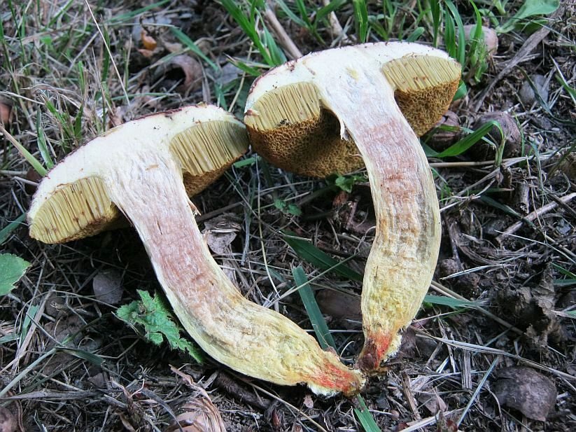 Hřib Engelův – velmi vzácná babka, při rozkrojení „krvácí“ spodní část nohy.