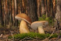 Nejedlé hřiby: Hořčák, kříšť a medotrpký. Jak je poznat a nezkazit si smaženici?