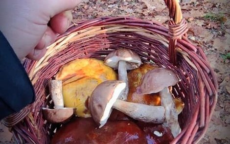 Na tyto houby narazil uprostřed listopadu Honza Heřman z Pardubic.