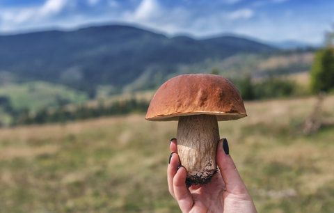 Kam jít na houby? Mykologové a houbaři odtajnili nejlepší místa z celé ČR