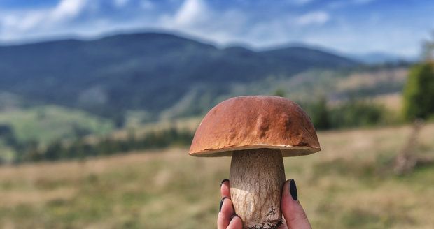 Kam jít na houby? Mykologové a houbaři odtajnili nejlepší místa z celé ČR