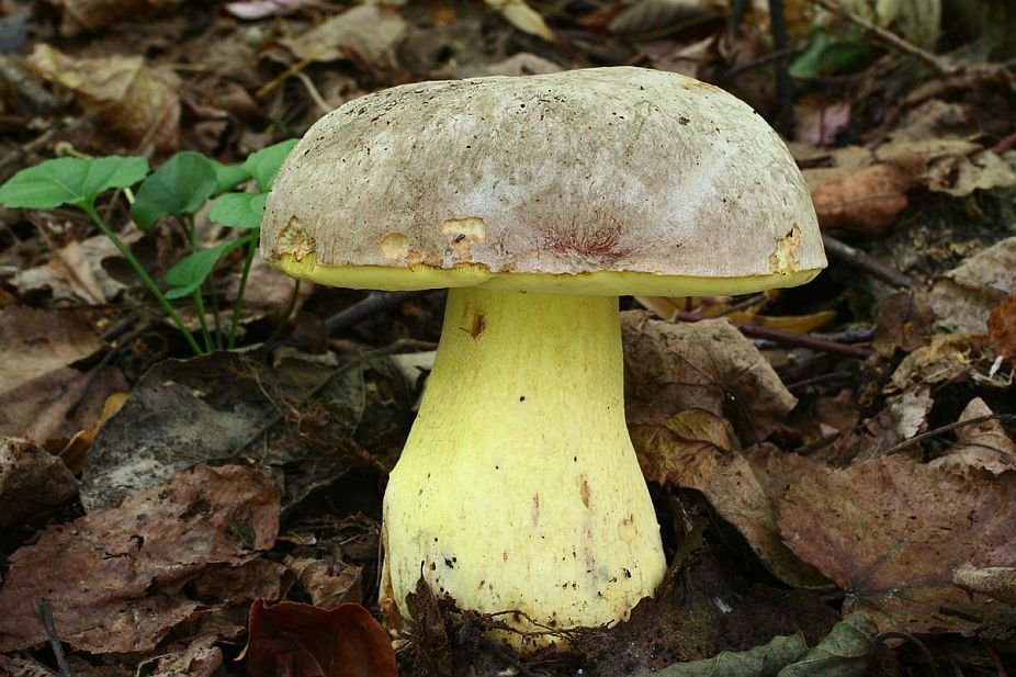 Hřib Fechtnerův - Blízký příbuzný hřibu královského. Roste na vápenatých podložích.