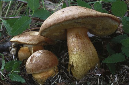Hřib moravský – Jedlá, ale přísně chráněná houba. Najdeme ji jen v nížinách.
