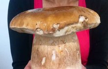 Rekordní úlovek houbaře Rosti: Obří hřib vážil 1,14 kila!