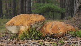 Kam na houby v okolí Brna a dalších místech jižní Moravy? Tipy od mykologa