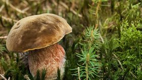 Hřib kovář: Skvělý na houbovou omáčku, horší na sušení. Jak ho v lese poznat?