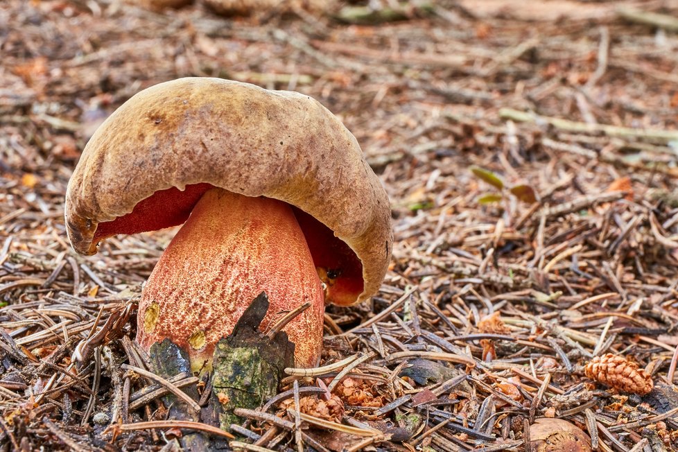 Hřib kovář má rourky zbarvené do červena. Méně zkušený houbař ho ale s kříštěm zaměnit může, oba hřiby totiž s oblibou rostou na stejných místech.