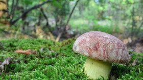 Vzácný hřib královský má typický růžový až růžovočervený klobouk, barva ale není jednolitá.