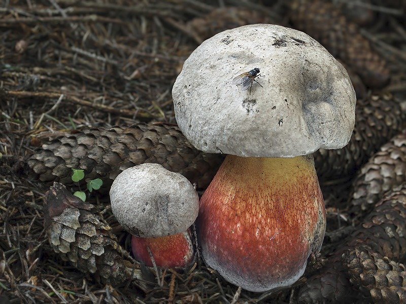 Hřib kříšť patří mezi nejedlé hřiby. Typický je pro něj klobouk zbarvený do šeda, žluté rourky a hořká chuť.