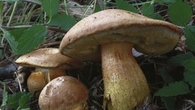 Houbaři, pozor: Vysoké pokuty za sbírání hub