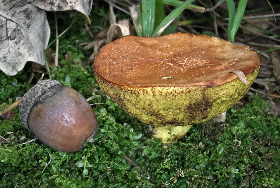 Pro hřib moravský je typická koprová nebo kokosová vůně, jinak se od ostatních hřibů odlišuje dost obtížně. Na tuto vzácnou, zákonem chráněnou houbu ale také hned tak nenarazíte.