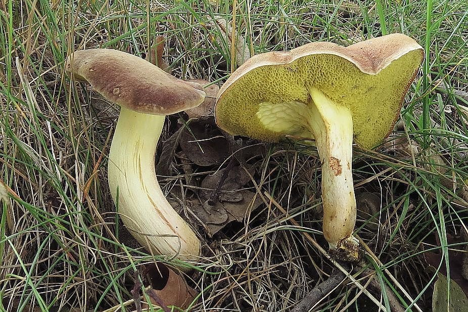 Hřib plstnatý – narazit na něj můžeme v listnatých lesích, nejčastěji pod duby.