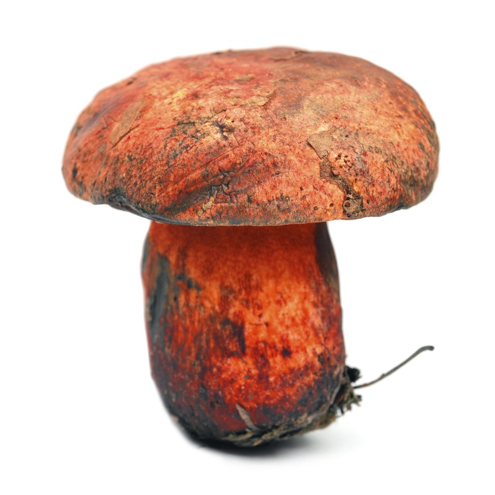 Hřib rudonachový, další vzácná houba, která je často k vidění ve stejné lokalitě, jako kozák dubový.