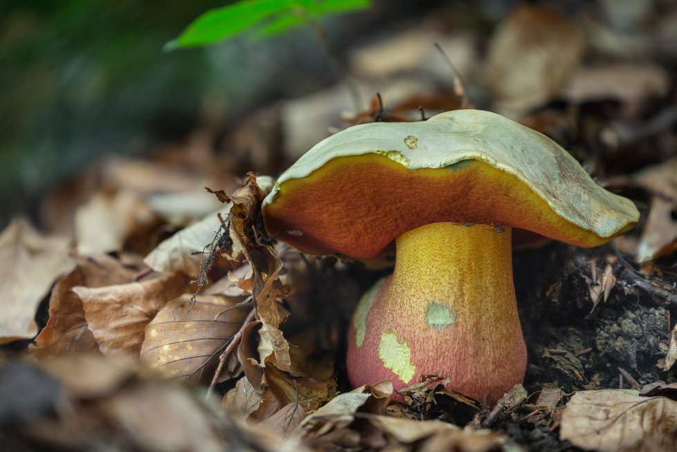 Pozor také na jedovatý hřib satan, který nepříjemně zapáchá po karbolu a hnilobě. Od hřibu kříště ho rozeznáte také podle rourek pod kloboukem, které má satan oranžové až červené.