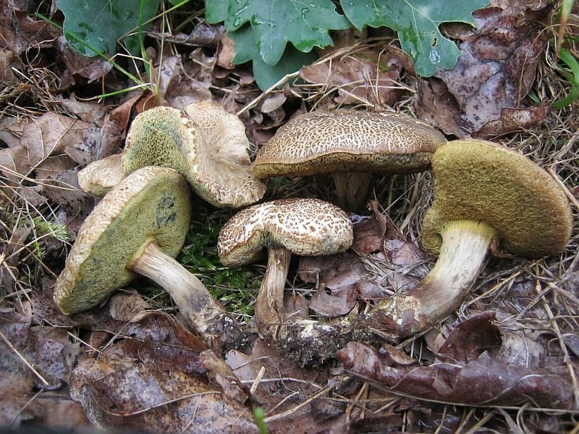 Hřib uťatovýtrusý – vypadá podobně jako klasická babka, ale noha je hnědá, nikoli červená.