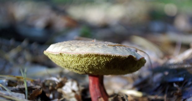 Houba nedohub je příkladem parazitismu houby na houbě. Jednou z „plísní“ napadající i babky je nedohub zlatovýtrusý, který na nich vytváří nejprve bílé, později žlutě zbarvené povlaky.