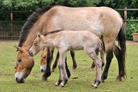 Vzácný přírůstek: Hřebeček se narodil na zámku