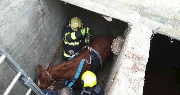 Nezbedné hříbě spadlo na Brněnsku do tři metry hluboké jímky. Zpět na pevnou zem je vrátili až hasiči.