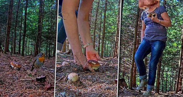 Živý přenos z lesa: Krásné hříbky zmizely přímo před kamerou! Kdo nahradil veverku "zlodějku"?