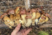Houbař z Karlovarska našel obří trs hub: 22 spojených kousků vyráží dech