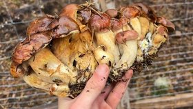 Houbař našel obří trs hřibů, čítal 22 kusů.
