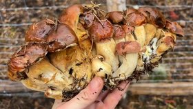 Houbař našel obří trs hřibů, čítal 22 kusů.