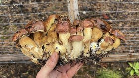 Houbař našel obří trs hřibů, čítal 22 kusů.