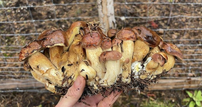 Houbař našel obří trs hřibů, čítal 22 kusů.