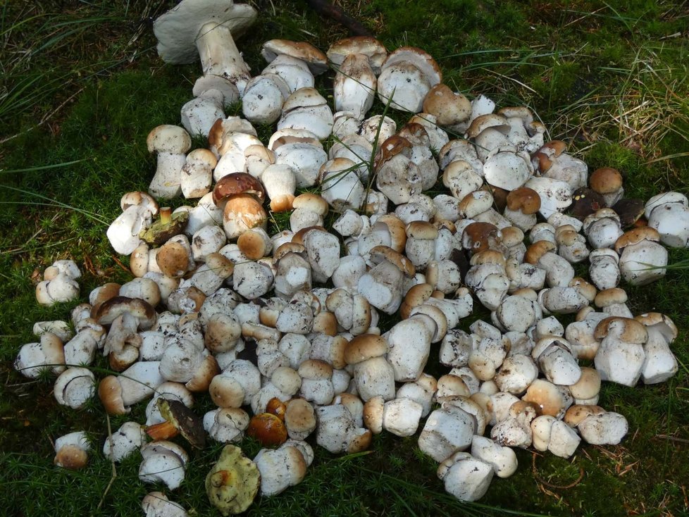 Lidé minulý rok nasbírali nejvíce hub. (Ilustrační foto.