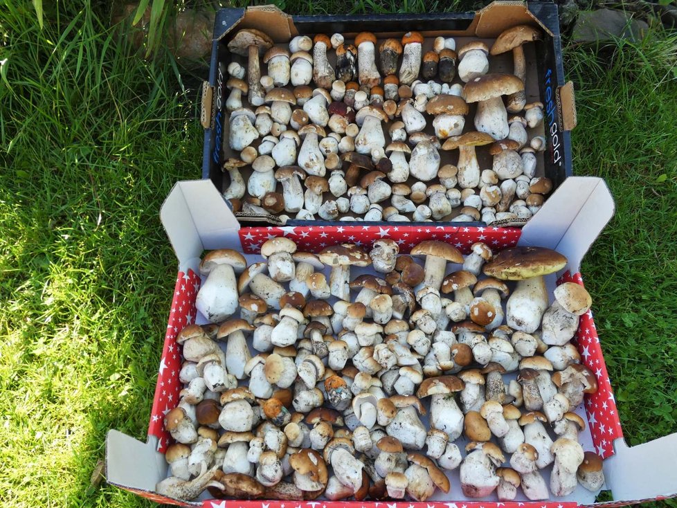 Některým houbařům vadily i plné přepravky.