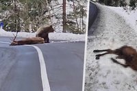Slovenský politik zveřejnil mrazivé video: Natočil útok medvěda!
