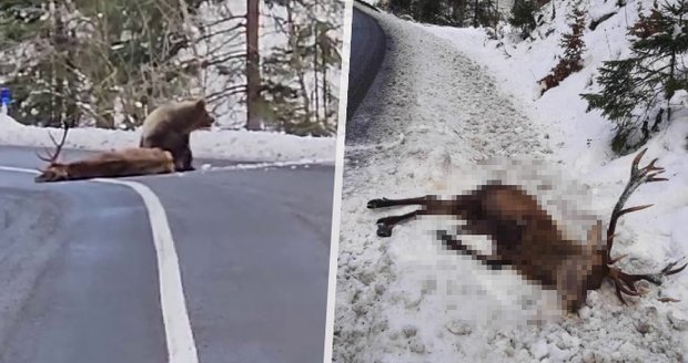 Slovenský politik zveřejnil mrazivé video: Natočil útok medvěda!