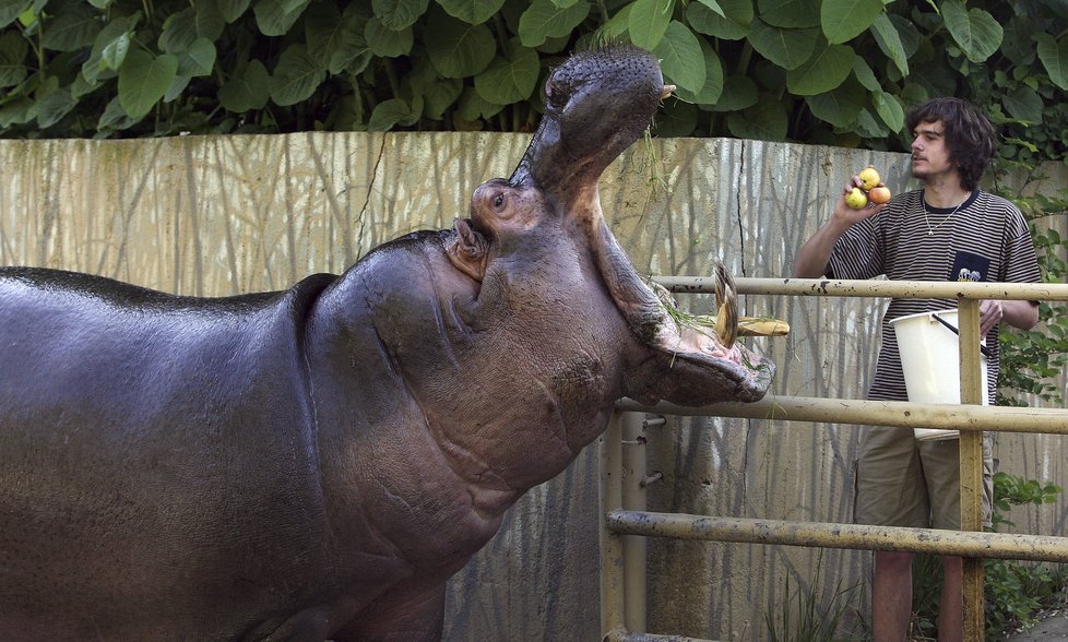 Hroši v pražské zoo