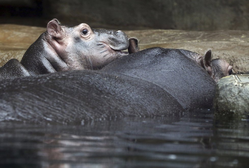 Hroši v pražské zoo