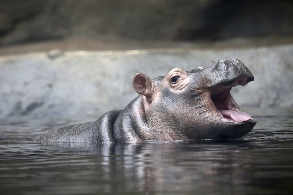 Hroši v pražské zoo: Na mléčné zoubky hroší mimino ještě čeká.