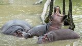 Mladý hroch ve dvorské zoo mezi staršími samicemi zemřel. Míří sem zkušený samec