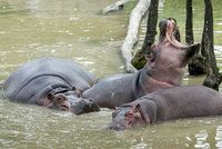 Mladý hroch ve dvorské zoo mezi staršími samicemi zemřel. Míří sem zkušený samec