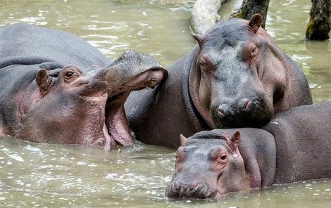 Nový samec měl dvorské zoo pomoci s obnovou chovu hrochů, jedna ze samic ho ale zranila a Karl Wilhelm zemřel na otravu krve