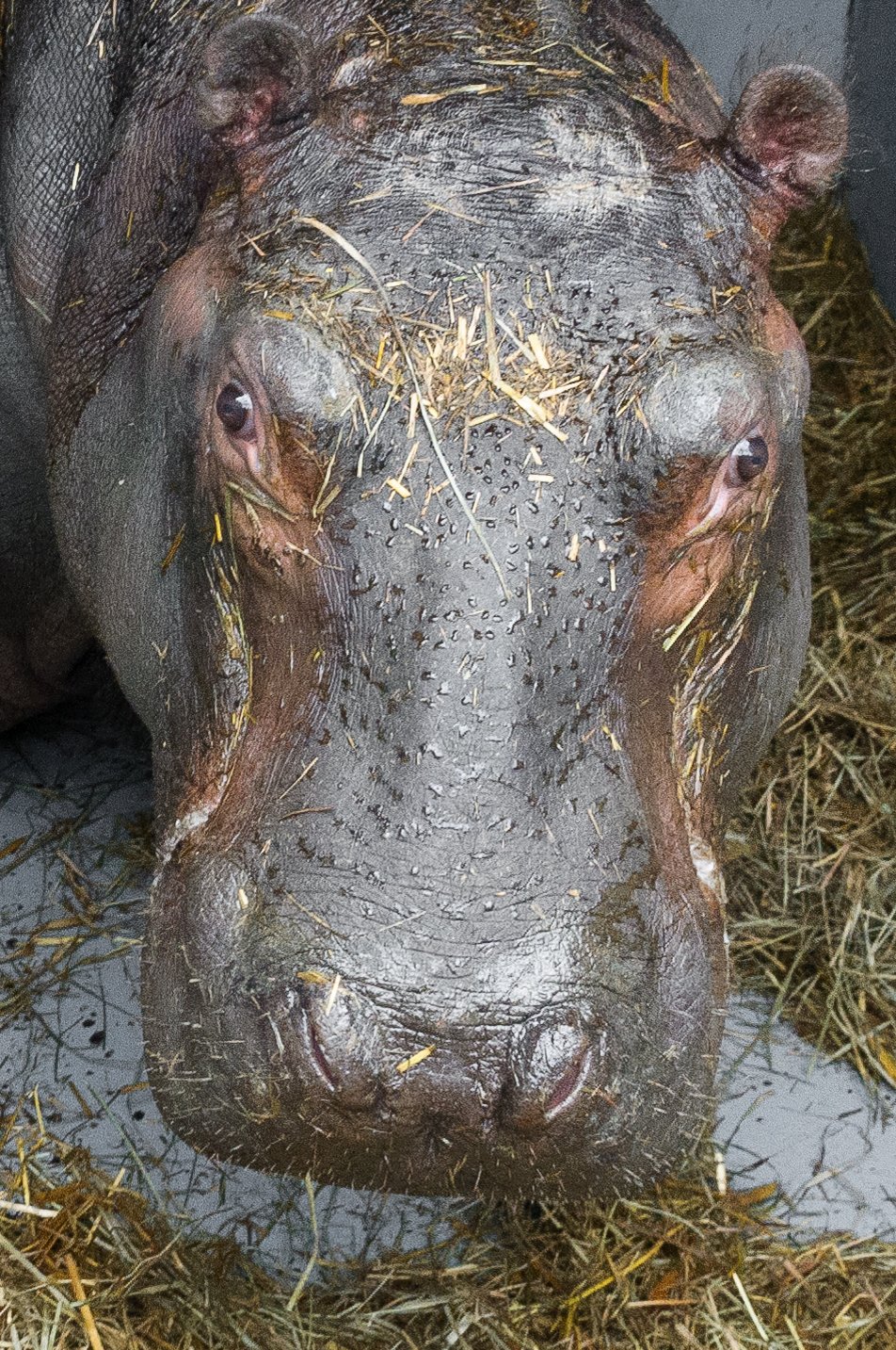 Čtyřletý samec původem z Francie má jméno Tchéco.