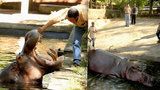 Horor v zoo: Lidské hyeny brutálně ubily hrocha! Umíral několik dní