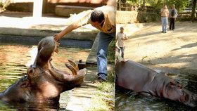 Hrošího samce Gustavita ze salvadorské zoo někdo brutálně ubil.