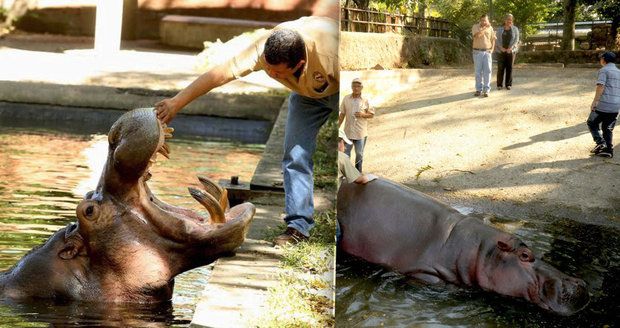 Horor v zoo: Lidské hyeny brutálně ubily hrocha! Umíral několik dní